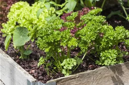 DAS DIY-HOCHBEET!