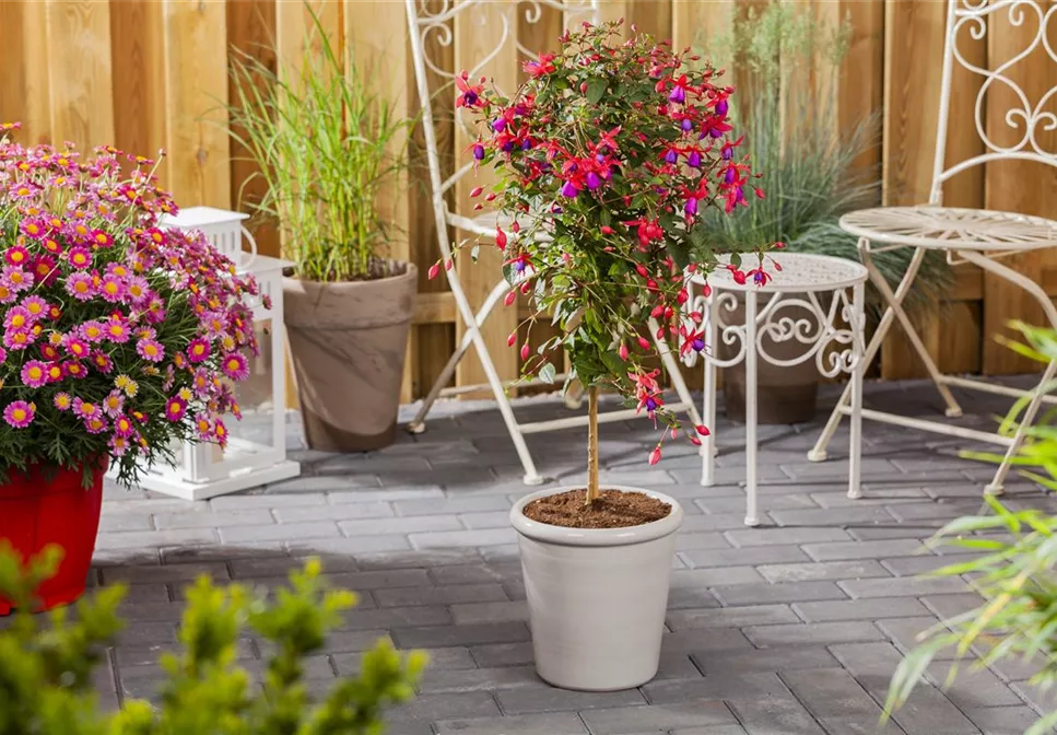 PFLANZIDEEN MIT STäMMCHEN PFLANZIDEEN MIT STäMMCHEN