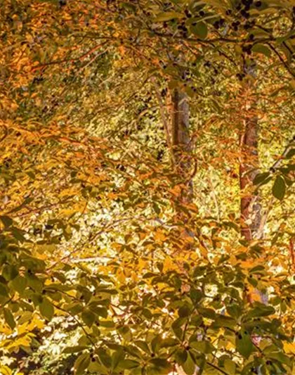 LICHTQUELLEN MACHEN DEN GARTEN SCHöNER! LICHTQUELLEN MACHEN DEN GARTEN SCHöNER!