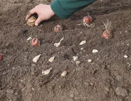 Blumenzwiebeln - Einpflanzen im Garten