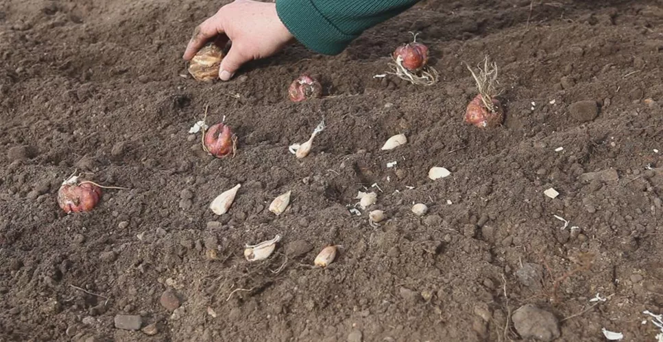 Blumenzwiebeln - Einpflanzen im Garten