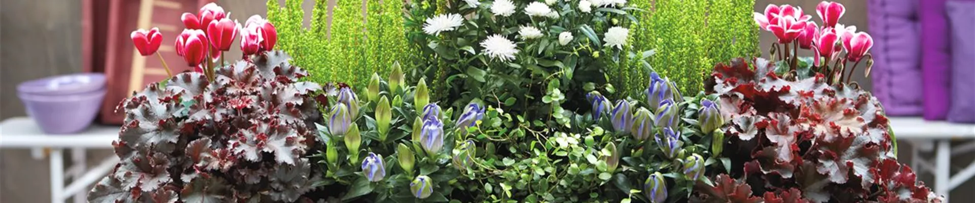 DER HERBST IM KASTEN!