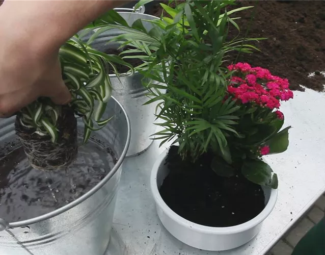 Schale - Einpflanzen von Zimmerpflanzen