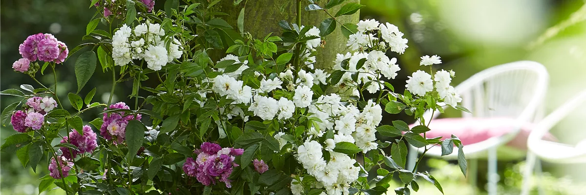 WILDER BAUERNGARTEN!