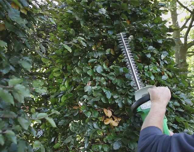 Sichtschutz - Zurückschneiden im Herbst Sichtschutz - Zurückschneiden im Herbst