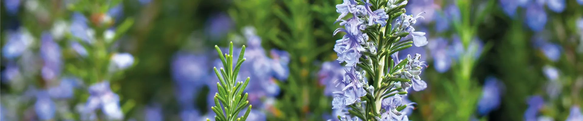 PFLANZE DES MONATS APRIL: ROSMARIN