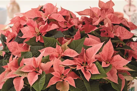 KLASSISCHE WEIHNACHTEN!