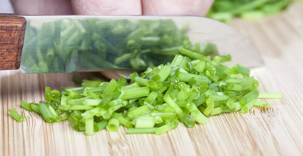 WAS WÄRE DER KRÄUTERGARTEN OHNE FRISCHE KRÄUTER?