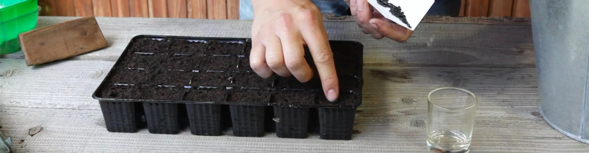 Sonnenblumen - Aussäen von Samen (thumbnail)