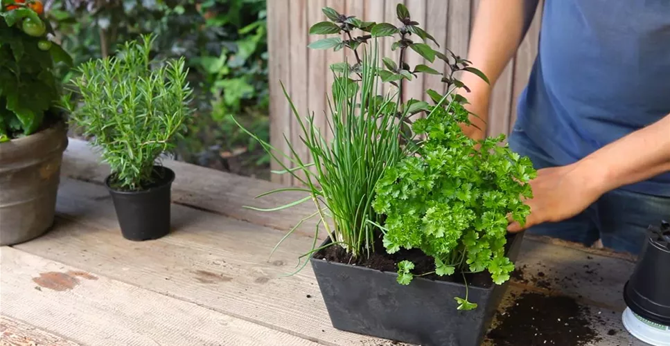Kräutertopf - Bepflanzen