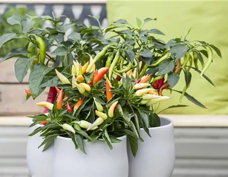 EIN NASCHGARTEN AUF DEM BALKON