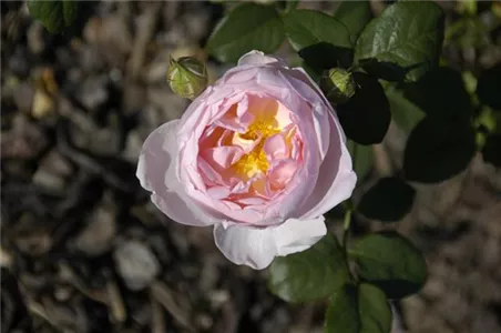 WIE GEHT... ROSEN üBERWINTERN? WIE GEHT... ROSEN üBERWINTERN?